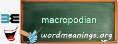 WordMeaning blackboard for macropodian